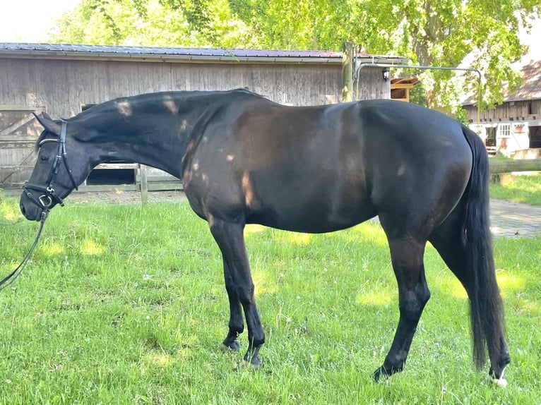 Westphalian Mare 5 years 16.1 hh Black in Rehlingen