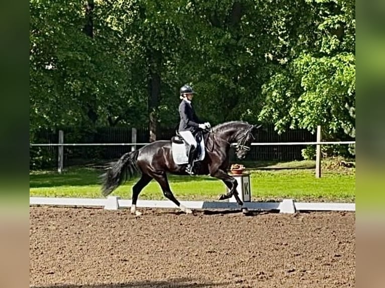 Westphalian Mare 5 years 16.1 hh Black in Wallhausen-Hohlstedt