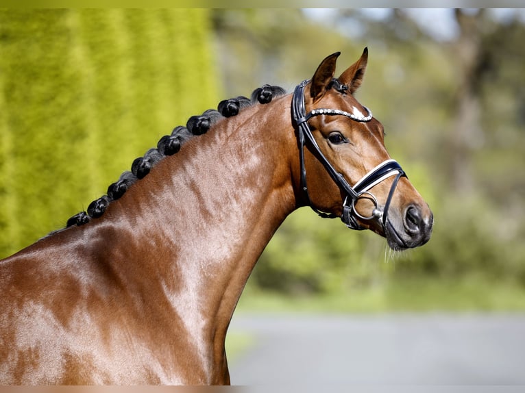 Westphalian Mare 5 years 16.1 hh Brown in Steinfurt