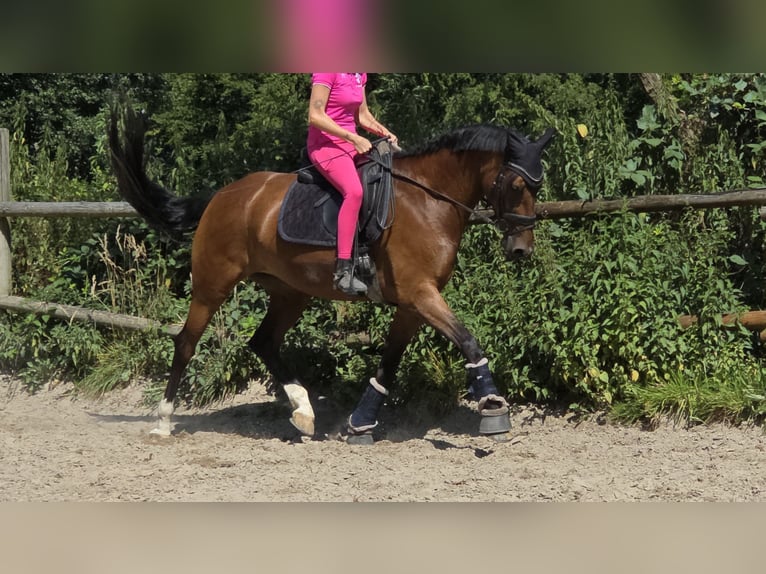 Westphalian Mare 5 years 16.1 hh Brown in Wachtendonk