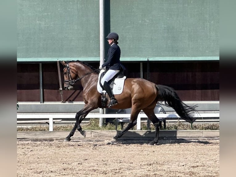 Westphalian Mare 5 years 16.1 hh Brown in Wiesbaden