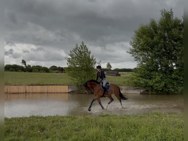 Westphalian Mare 5 years 16.1 hh Brown in Pronstorf