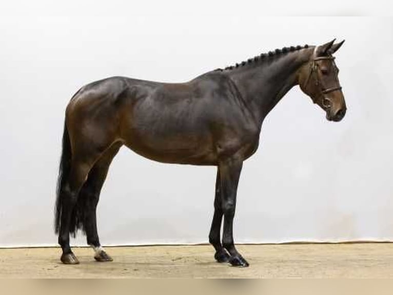 Westphalian Mare 5 years 16,1 hh Brown in Waddinxveen