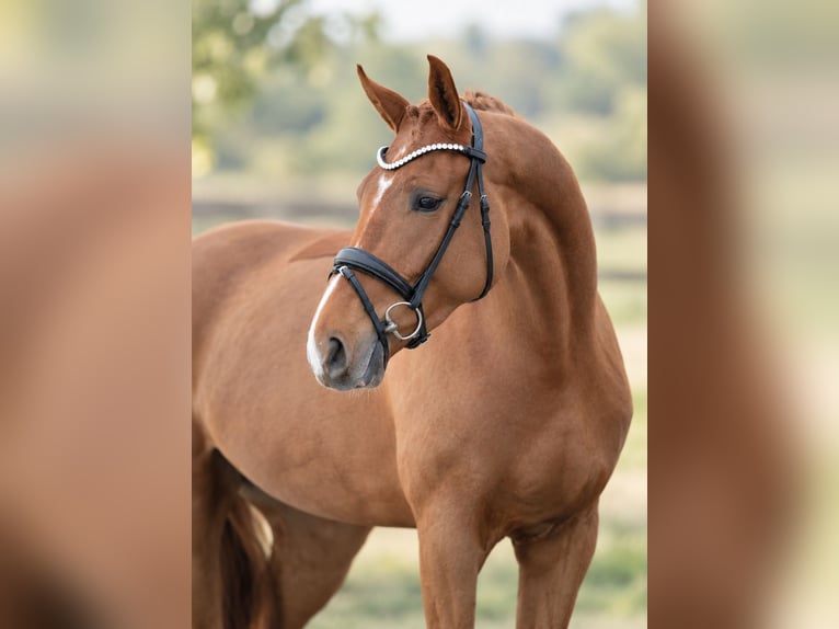 Westphalian Mare 5 years 16.1 hh Chestnut in Bramsche