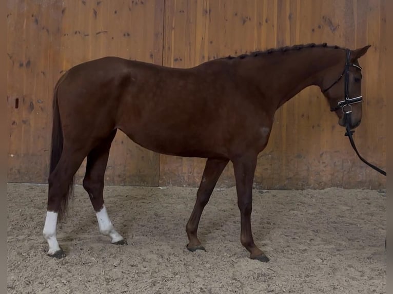 Westphalian Mare 5 years 16.1 hh Chestnut in Niederkassel