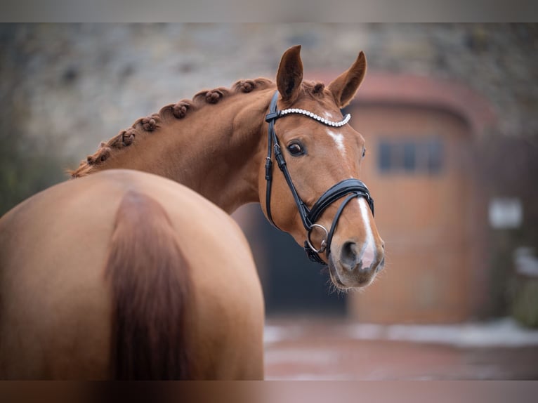 Westphalian Mare 5 years 16.1 hh Chestnut-Red in Bramsche