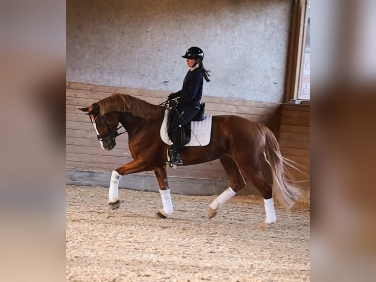 Westphalian Mare 5 years 16,1 hh Chestnut-Red in Coesfeld