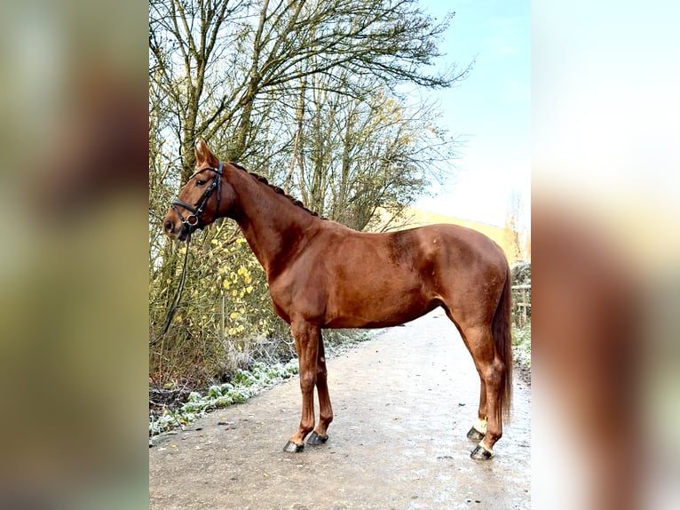 Westphalian Mare 5 years 16.1 hh Chestnut-Red in Roeser