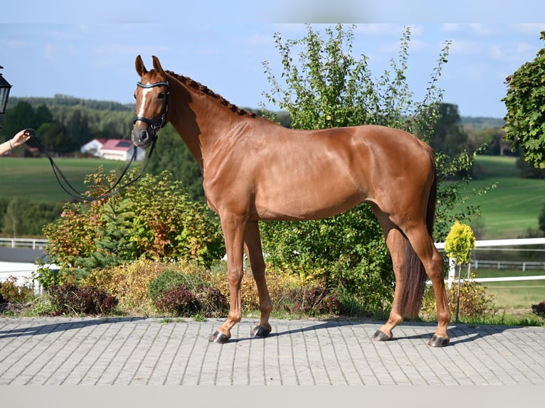 Westphalian Mare 5 years 16,1 hh Chestnut-Red in Wysin