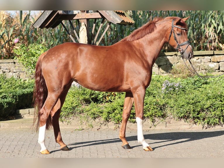 Westphalian Mare 5 years 16,1 hh Chestnut-Red in Ibbenbüren