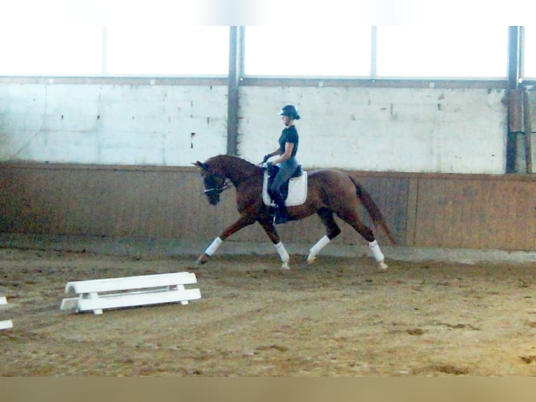 Westphalian Mare 5 years 16,1 hh Chestnut-Red in Iserlohn