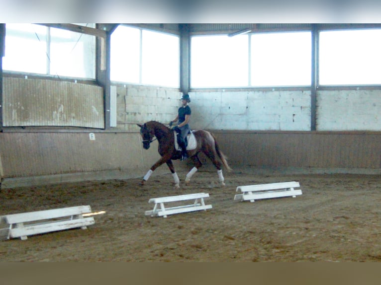 Westphalian Mare 5 years 16,1 hh Chestnut-Red in Iserlohn