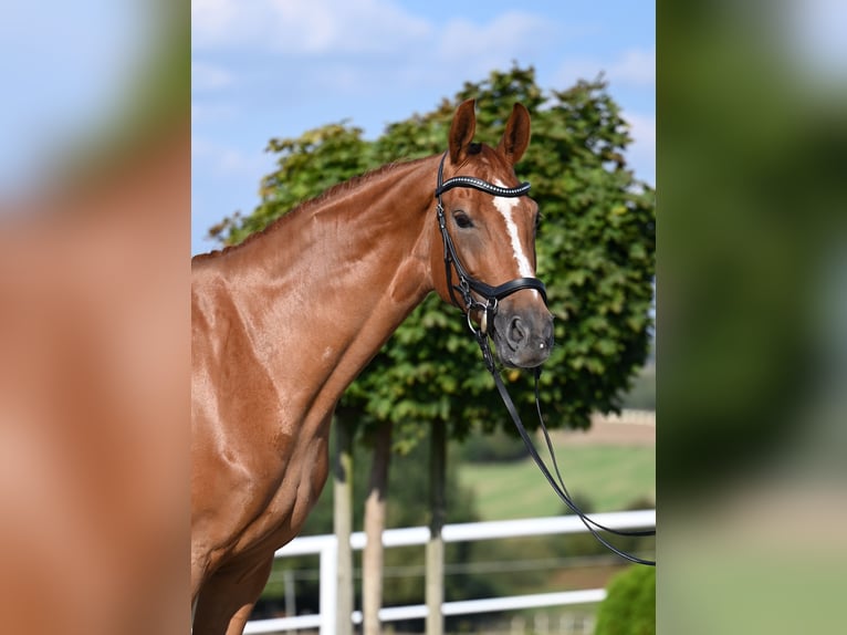 Westphalian Mare 5 years 16,1 hh Chestnut-Red in Wysin