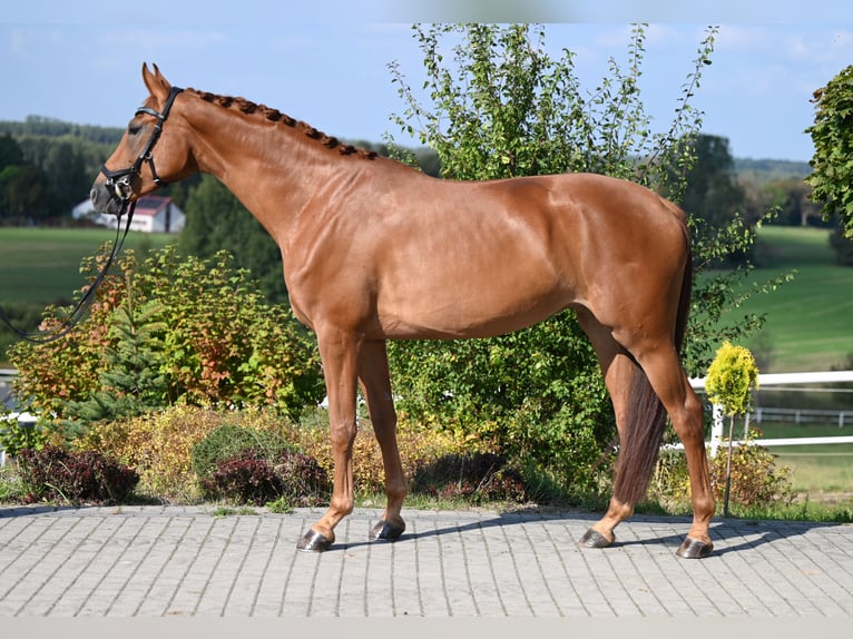 Westphalian Mare 5 years 16,1 hh Chestnut-Red in Wysin