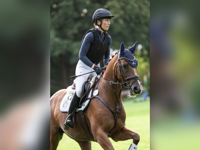 Westphalian Mare 5 years 16,1 hh Chestnut-Red in Bruchsal