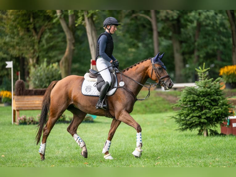 Westphalian Mare 5 years 16,1 hh Chestnut-Red in Bruchsal
