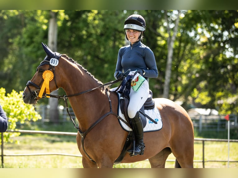 Westphalian Mare 5 years 16,1 hh Chestnut-Red in Bruchsal