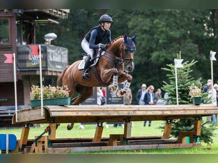 Westphalian Mare 5 years 16,1 hh Chestnut-Red in Bruchsal