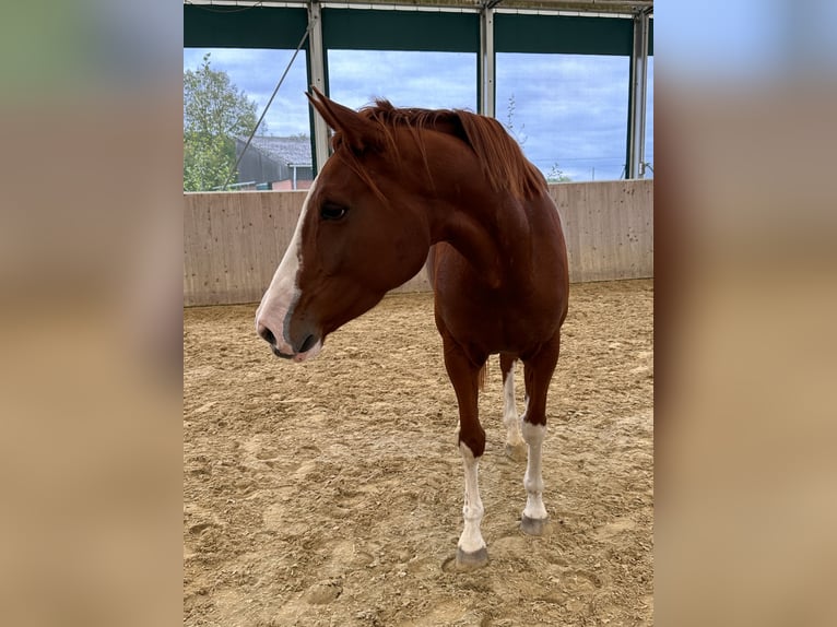 Westphalian Mare 5 years 16,1 hh Chestnut-Red in Warendorf