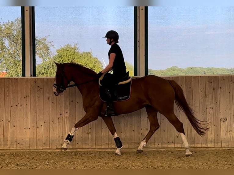 Westphalian Mare 5 years 16,1 hh Chestnut-Red in Warendorf