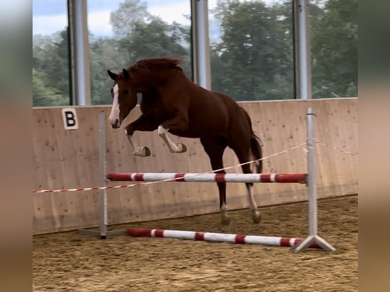 Westphalian Mare 5 years 16,1 hh Chestnut-Red in Warendorf