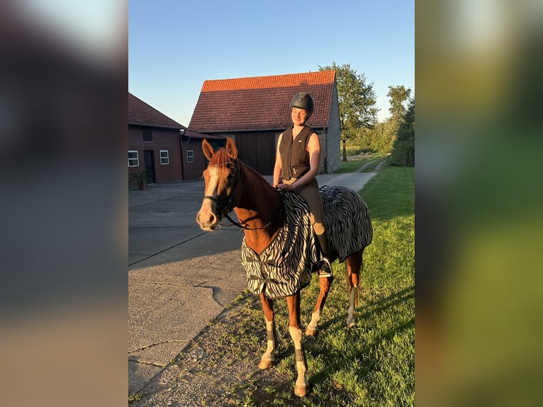 Westphalian Mare 5 years 16,1 hh Chestnut-Red in Warendorf