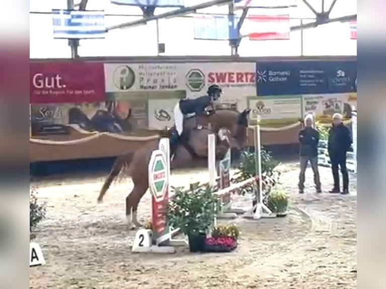 Westphalian Mare 5 years 16.1 hh Chestnut-Red in Lindlar