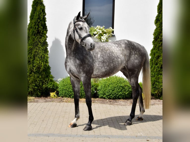 Westphalian Mare 5 years 16,1 hh Gray-Dapple in Wysin