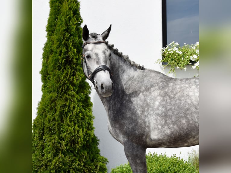 Westphalian Mare 5 years 16,1 hh Gray-Dapple in Wysin