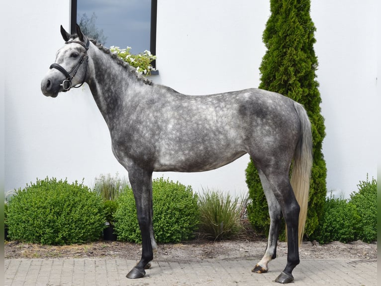 Westphalian Mare 5 years 16,1 hh Gray-Dapple in Wysin