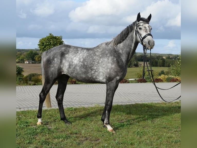 Westphalian Mare 5 years 16,1 hh Gray-Dapple in Wysin