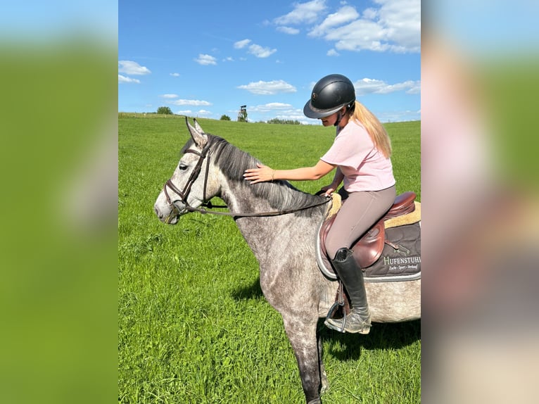 Westphalian Mare 5 years 16.1 hh Grey in Lindlar