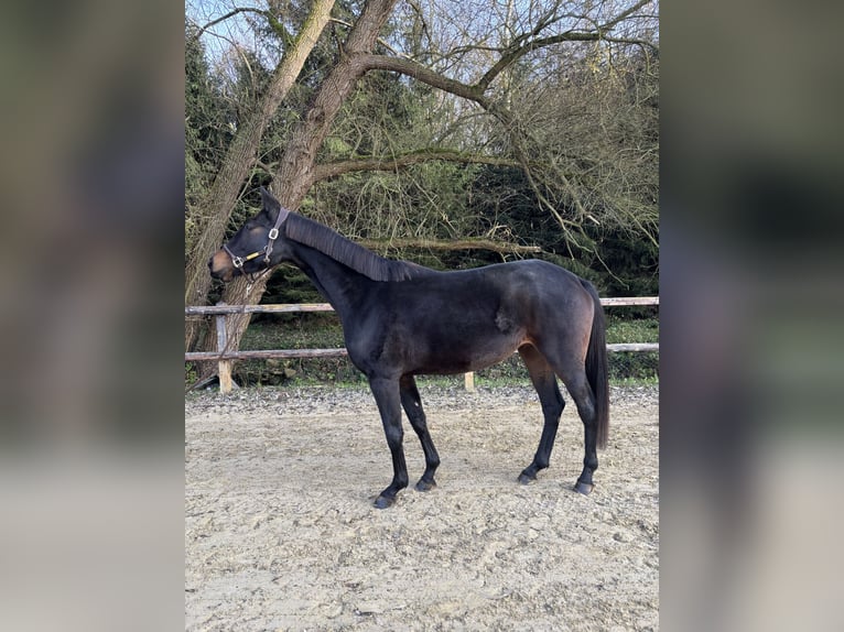 Westphalian Mare 5 years 16,1 hh Smoky-Black in Limburg an der Lahn