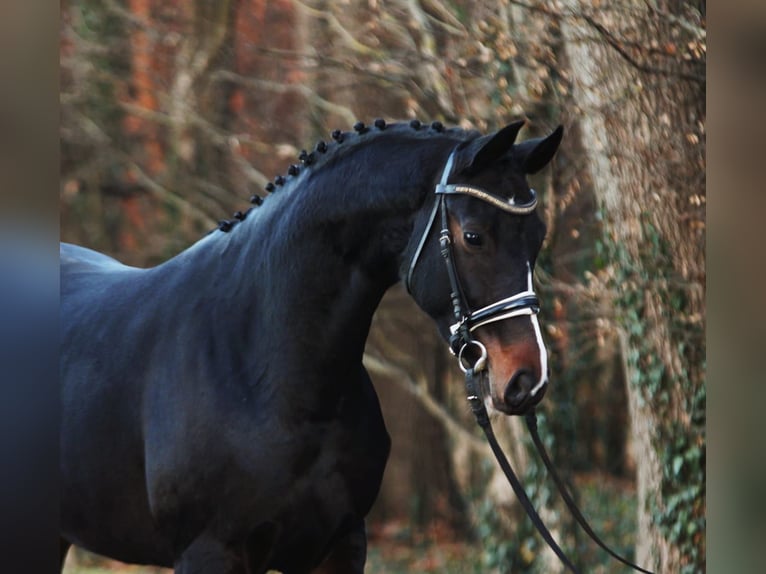 Westphalian Mare 5 years 16,2 hh Bay-Dark in Königsdorf