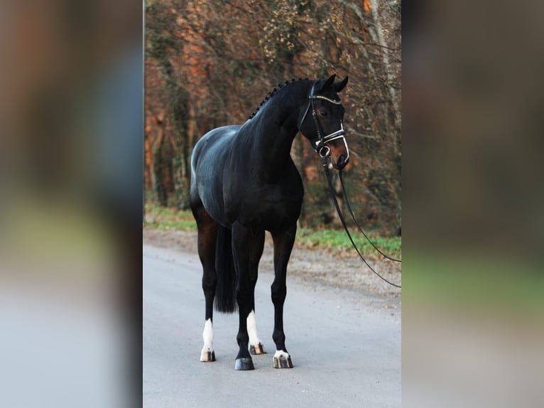 Westphalian Mare 5 years 16,2 hh Bay-Dark in Königsdorf