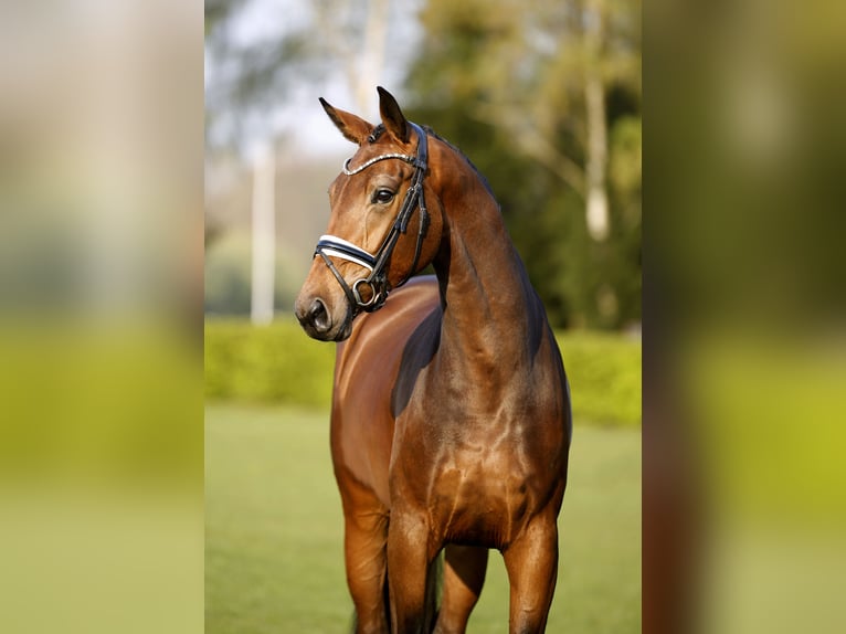 Westphalian Mare 5 years 16.2 hh Brown in Münster