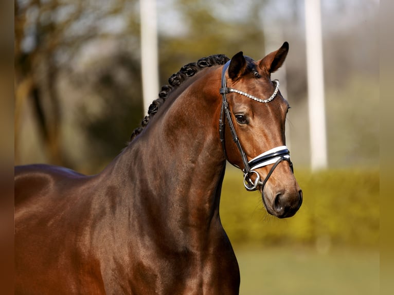 Westphalian Mare 5 years 16.2 hh Brown in Münster