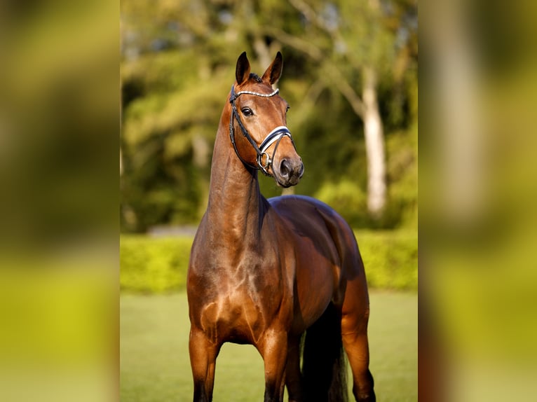 Westphalian Mare 5 years 16.2 hh Brown in Münster