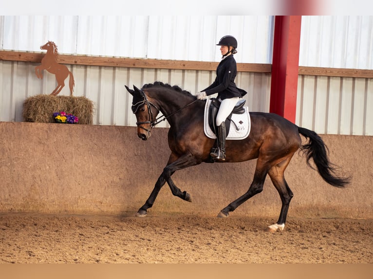 Westphalian Mare 5 years 16.2 hh Brown in Erlensee