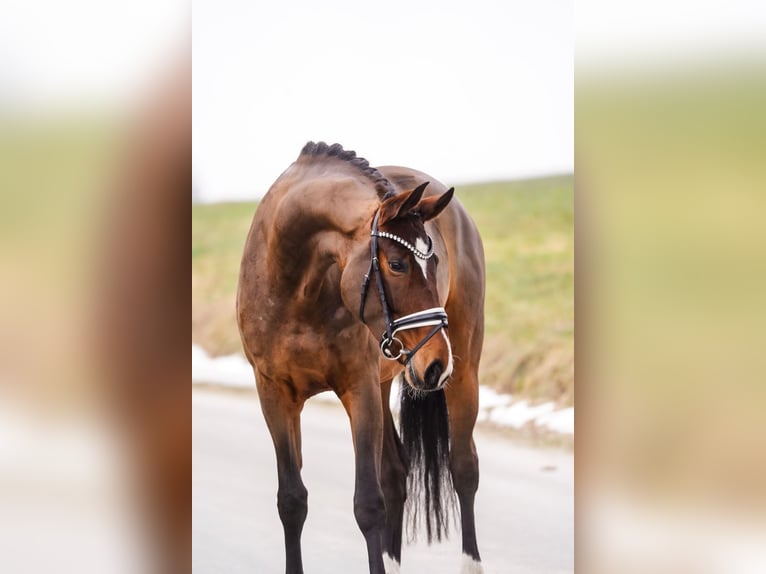 Westphalian Mare 5 years 16.2 hh Brown in Gleichen