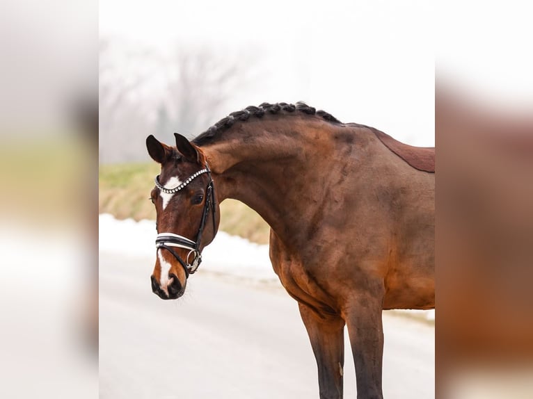 Westphalian Mare 5 years 16.2 hh Brown in Gleichen