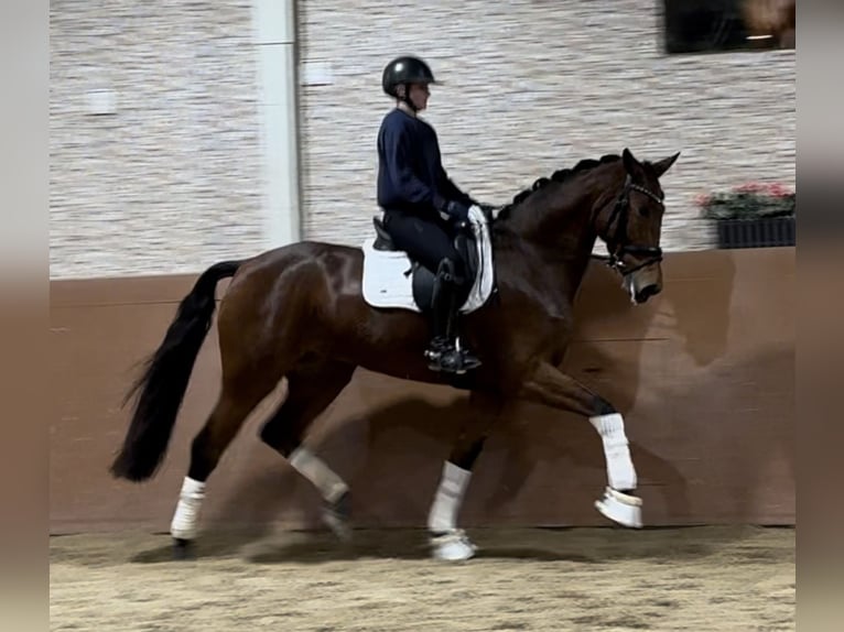 Westphalian Mare 5 years 16,2 hh Brown in Wehringen