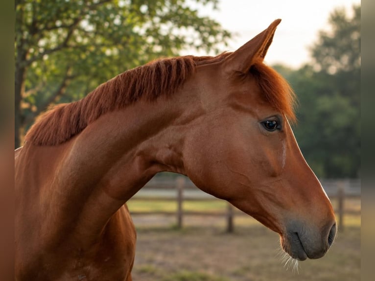 Westphalian Mare 5 years 16.2 hh Chestnut in Vohenstrauß