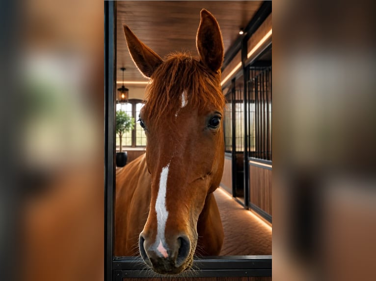 Westphalian Mare 5 years 16.2 hh Chestnut in Vohenstrauß
