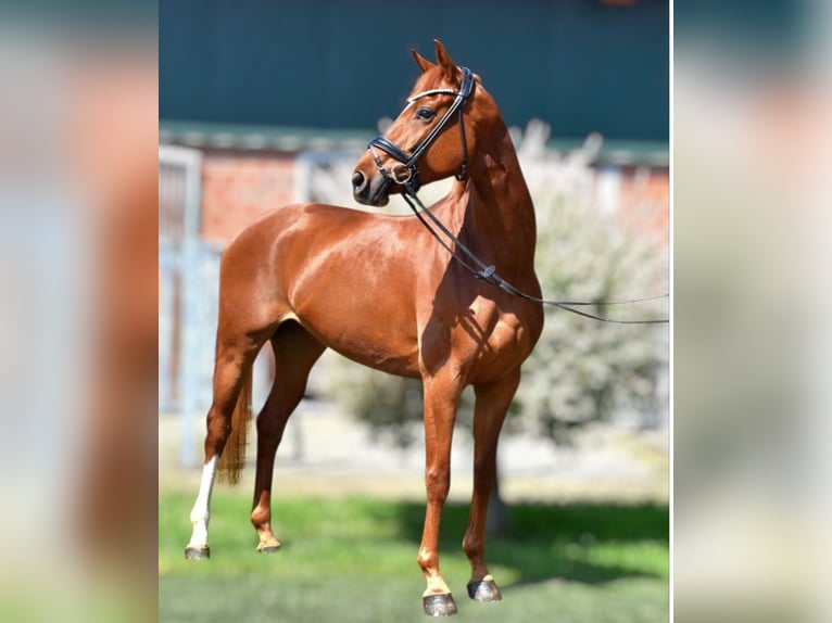 Westphalian Mare 5 years 16.2 hh Chestnut-Red in Neuss
