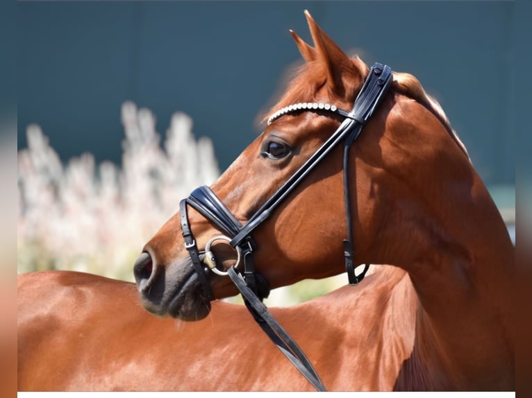 Westphalian Mare 5 years 16.2 hh Chestnut-Red in Neuss