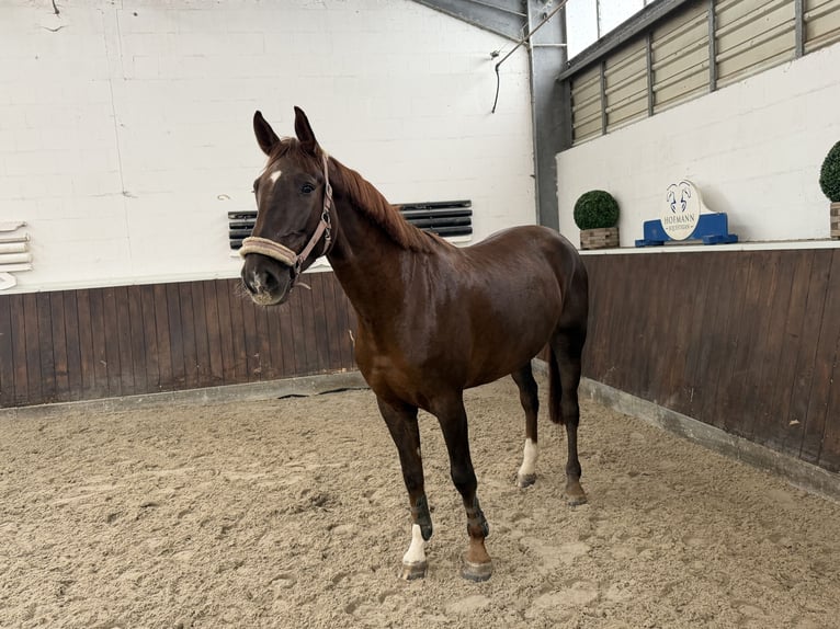 Westphalian Mare 5 years 16.2 hh Chestnut-Red in Nettetal
