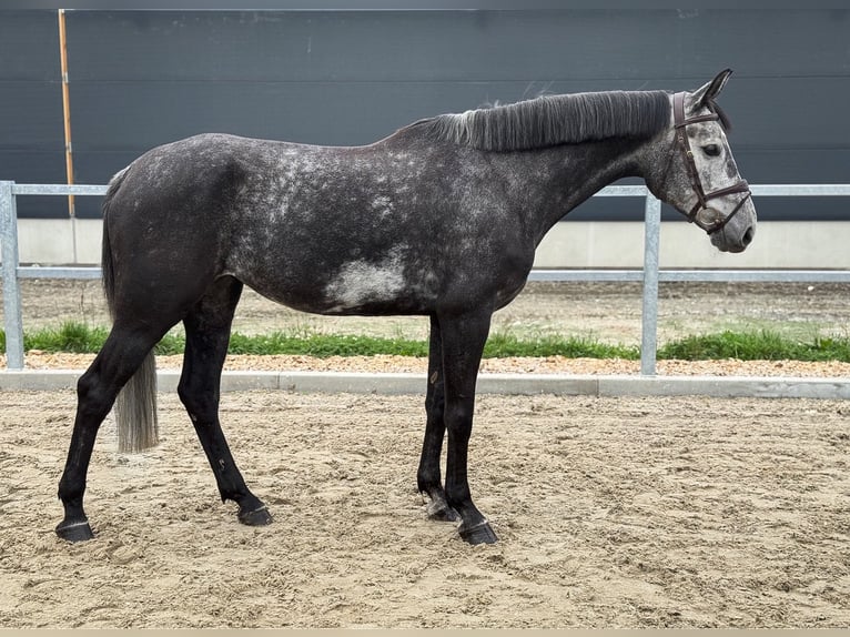 Westphalian Mare 5 years 16,2 hh Gray-Dark-Tan in Kamenz