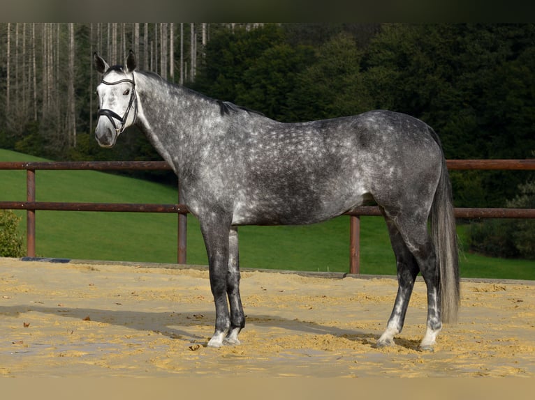 Westphalian Mare 5 years 16,2 hh Gray in Lindlar