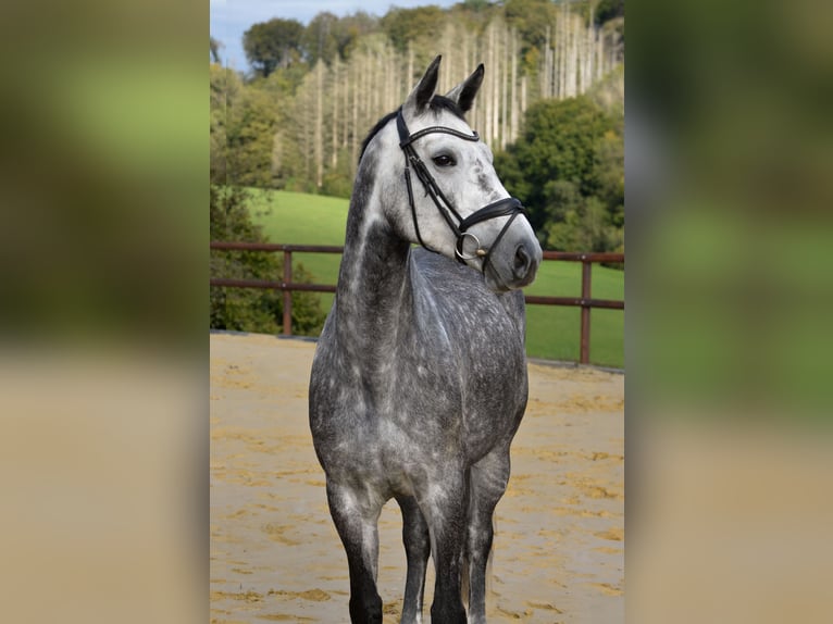 Westphalian Mare 5 years 16,2 hh Gray in Lindlar